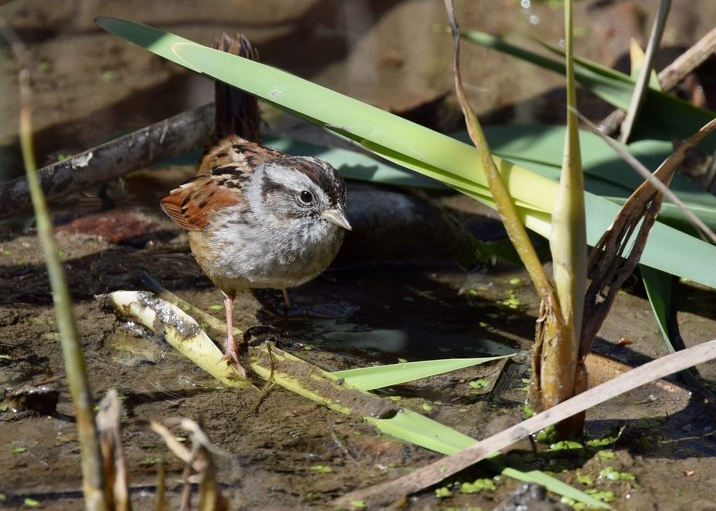 Swamp Sparrow (additional crop from original) by Wildreturn is licensed under CC BY 2.0